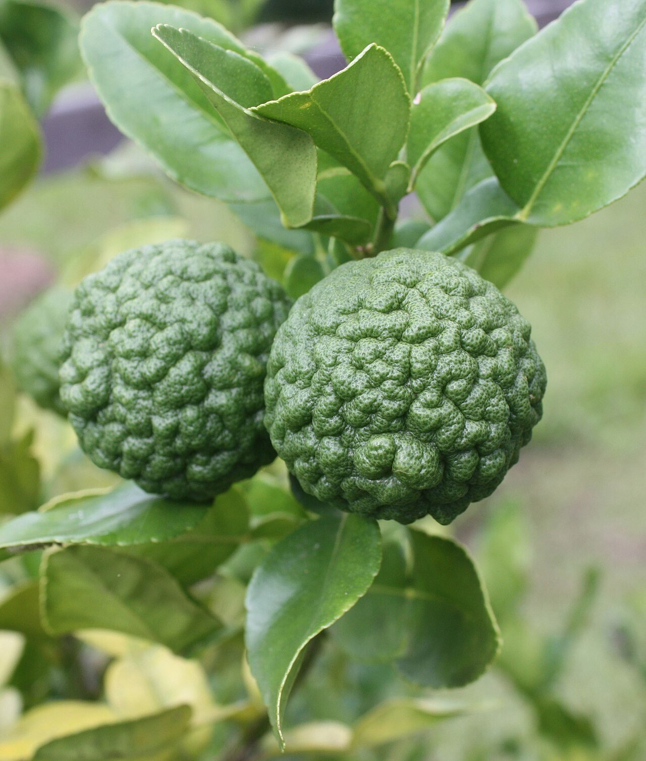Combava, agrume de La Réunion